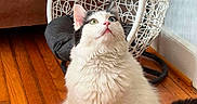Loki is registered to the contest to win money with this photo: cat, fluffy, heterochromatic_eyes, white_cat, black_tail, wooden_floor, indoor, hanging_chair, cushion, curious, pet, animal, feline, sitting, fur, looking_up, cozy, decor, home, flooring