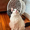 cat, fluffy, heterochromatic_eyes, white_cat, black_tail, wooden_floor, indoor, hanging_chair, cushion, curious, pet, animal, feline, sitting, fur, looking_up, cozy, decor, home, flooring