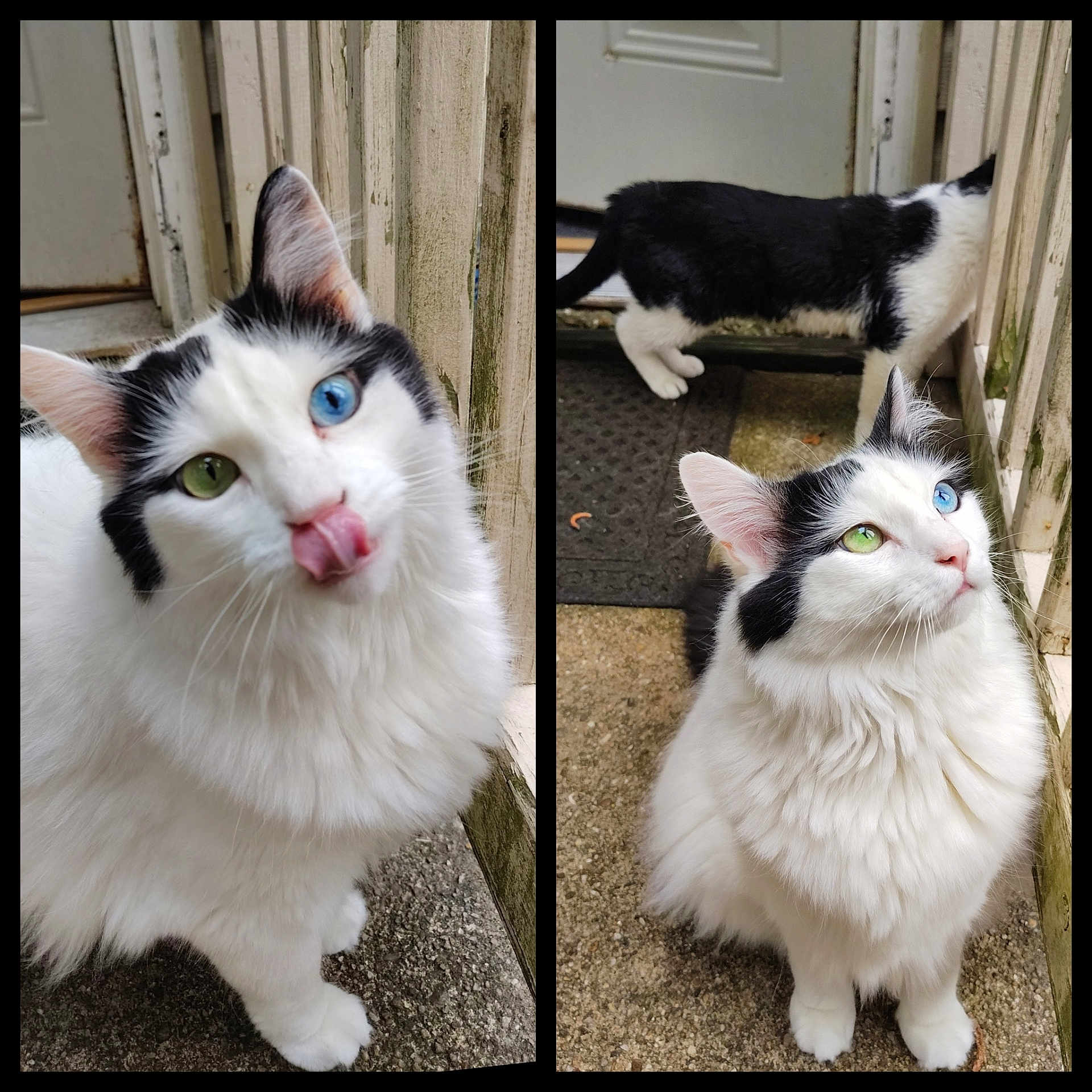 Loki joined the competition — help win amazing prizes! cat, heterochromia, blue_eye, green_eye, fluffy_fur, white_fur, black_fur, outdoor, porch, door, curious, licking, two_cats, animal, pet, feline, close_up, cute, whiskers, portrait