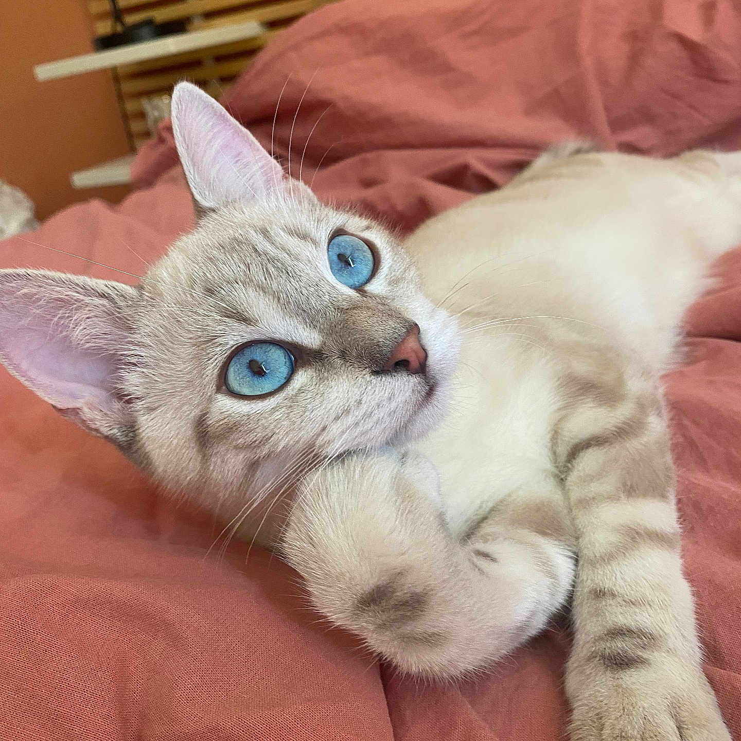 Pampam a rejoint le concours — aidez-le/la à gagner de superbes lots ! cat, blue_eyes, close_up, pet, feline, whiskers, soft_fur, indoor, blanket, orange_background, relaxed, cute, animal, domestic_cat, sleepy, lying_down, cozy, striped_fur, pink_nose, ears