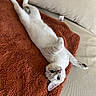 cat, white_cat, blue_eyes, lying_down, blanket, orange_blanket, couch, beige_couch, pet, feline, domestic_cat, relaxed, cute, indoor, fur, playful, paw, resting, cozy, animal