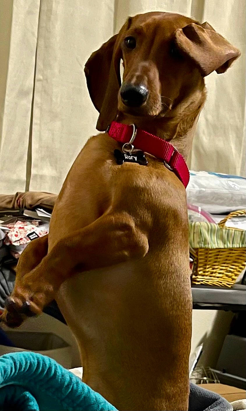 Rory joined the competition — help win amazing prizes! canidae, carnivore, collar, companion_dog, dog, dog_breed, dog_collar, dog_supply, fashion_accessory, fawn, guard_dog, hound, liver, pet_supply, sighthound, snout, sporting_group, whiskers, working_animal, working_dog