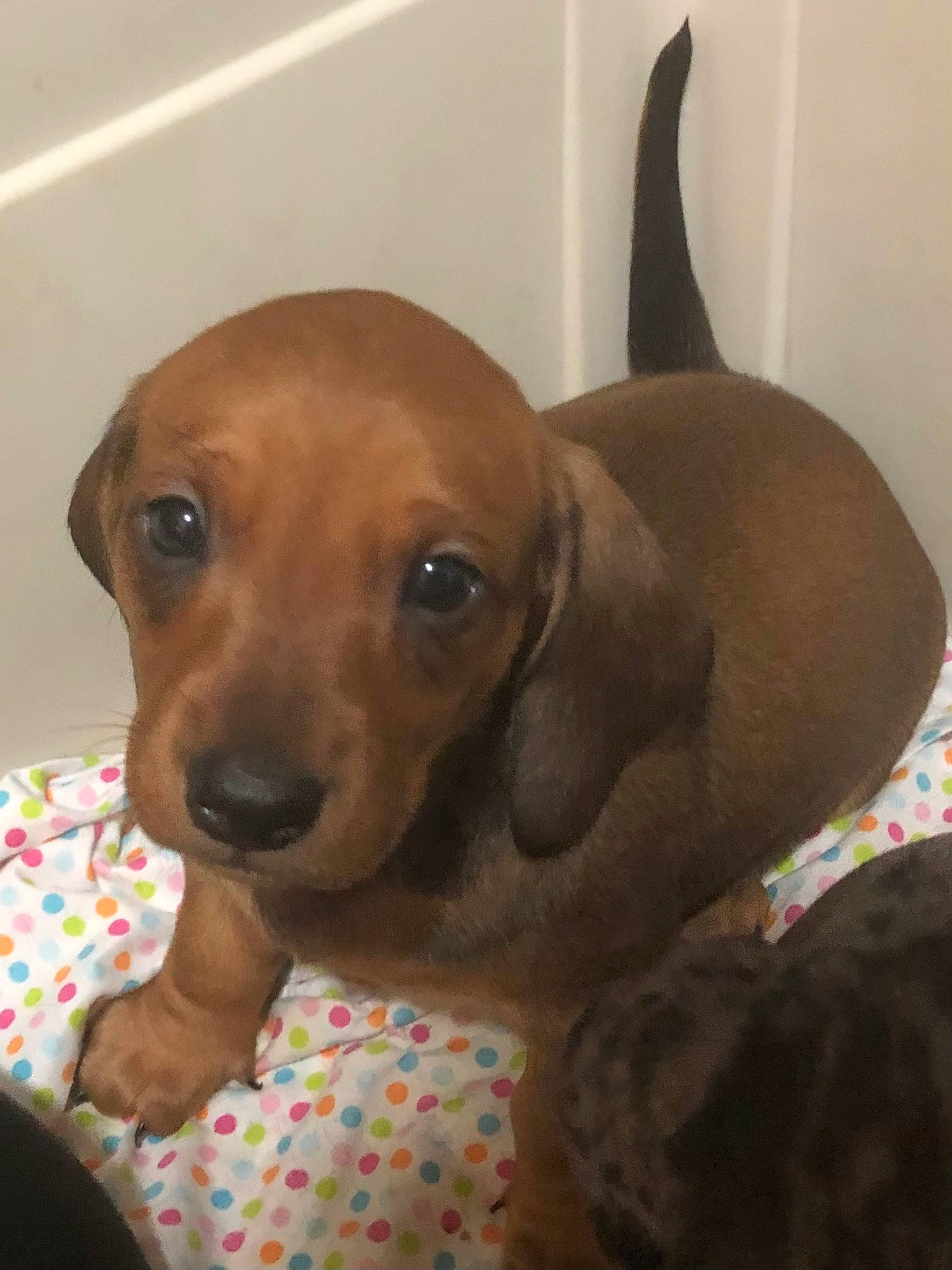 Rory is registered to the contest to win money with this photo: canidae, carnivore, collar, comfort, companion_dog, dog, dog_breed, dog_supply, ear, fawn, hound, hunting_dog, liver, pet_supply, puppy, snout, sporting_group, whiskers, working_animal