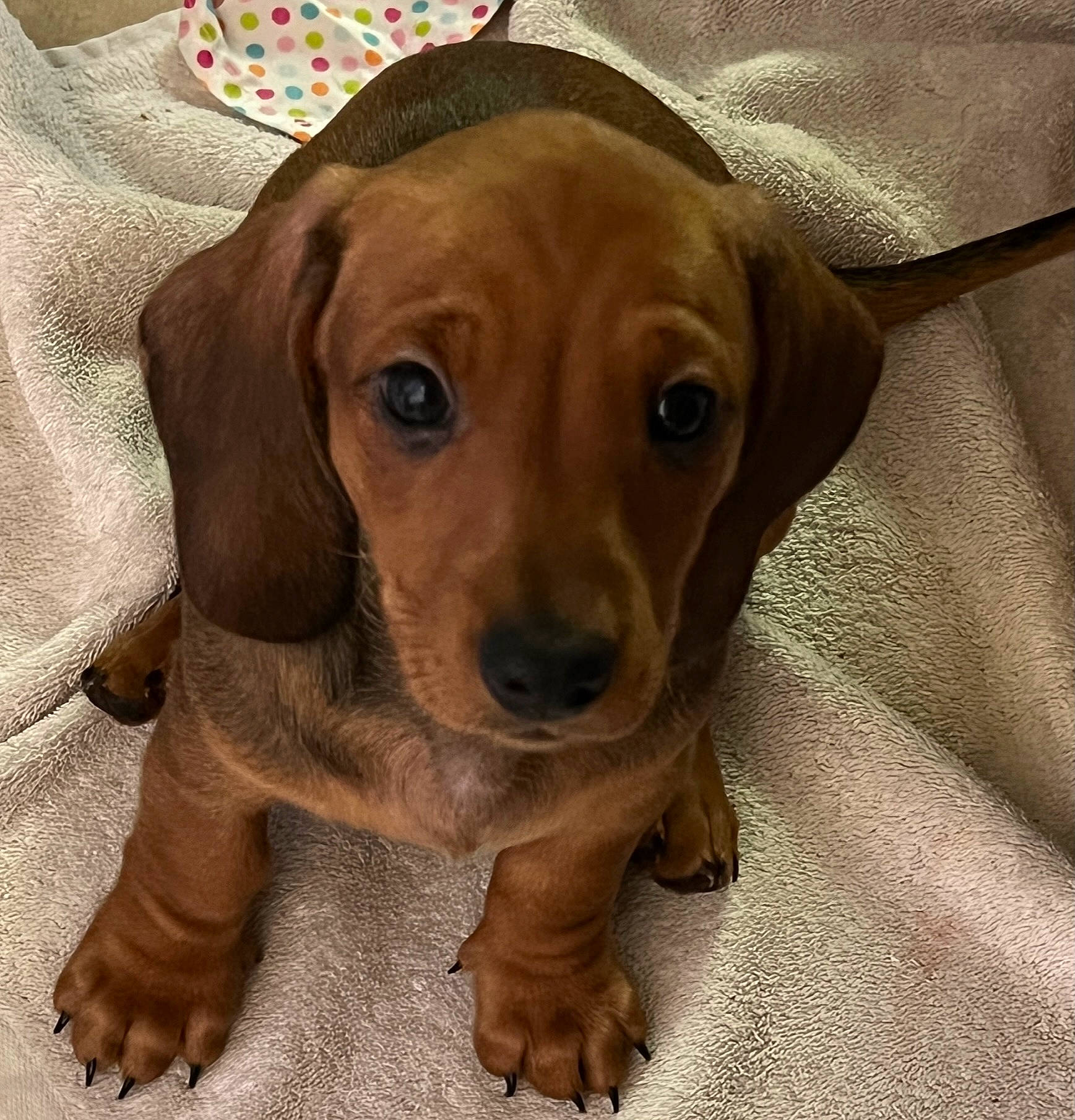 Rory joined the competition — help win amazing prizes! canidae, carnivore, companion_dog, dog, dog_breed, dog_supply, ear, fawn, fur, hardwood, hound, hunting_dog, liver, puppy, snout, sporting_group, terrestrial_animal, whiskers, wood, working_animal