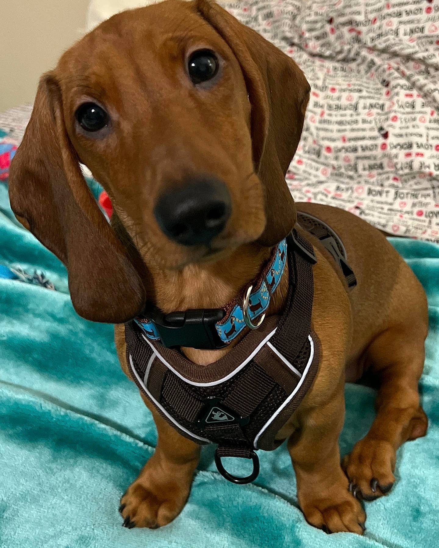 Rory joined the competition — help win amazing prizes! canidae, carnivore, collar, companion_dog, dog, dog_breed, dog_collar, dog_supply, fashion_accessory, fawn, hunting_dog, leash, liver, pet_supply, snout, sporting_group, webbing, whiskers, working_animal, working_dog