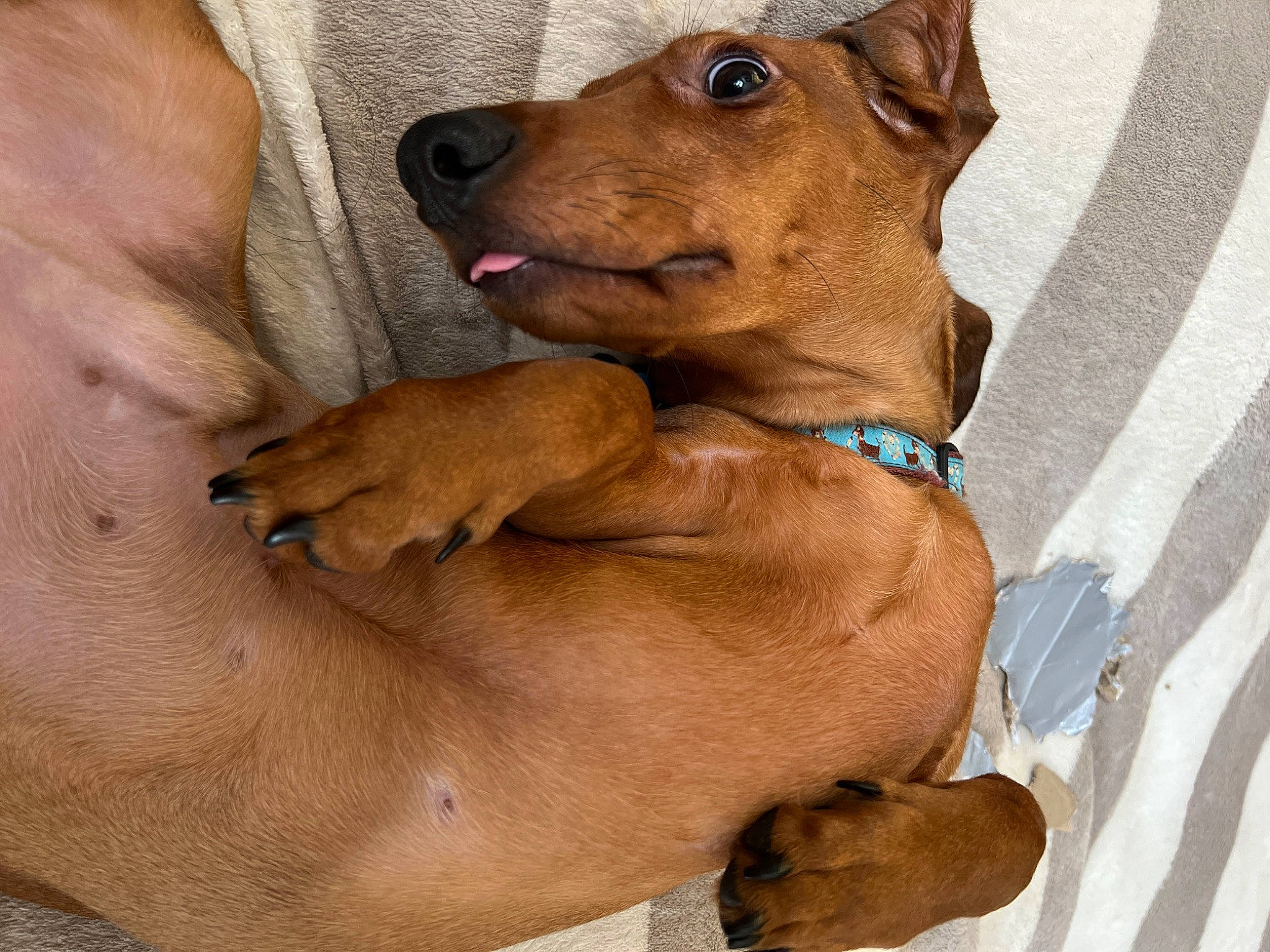 Rory joined the competition — help win amazing prizes! ancient_dog_breeds, canidae, carnivore, collar, companion_dog, dog, dog_breed, dog_collar, dog_supply, ear, fawn, hunting_dog, liver, paw, pet_supply, snout, sporting_group, whiskers, working_animal, working_dog