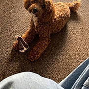 Milo is registered to the contest to win money with this photo: dog, brown_dog, curly_fur, carpet, plush_toy, toy, indoor, pet, canine, floor, relaxed, looking_up, denim, legs, casual, cozy, home, animal, companion, cute