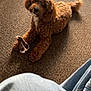 dog, brown_dog, curly_fur, carpet, plush_toy, toy, indoor, pet, canine, floor, relaxed, looking_up, denim, legs, casual, cozy, home, animal, companion, cute