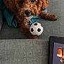dog, curly_fur, toy, soccer_ball, couch, blanket, paw, pet, indoor, looking_up, brown_fur, small_dog, curled_tail, tablet, technology, cozy, relaxed, close_up, home, furniture