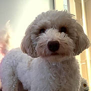 Bella joined the competition — help win amazing prizes! dog, white_dog, curly_fur, bed, indoor, plush_toy, owl_toy, open_door, soft_light, pet, animal, cute, fluffy, fur, looking, curious, room, home, cozy, companion