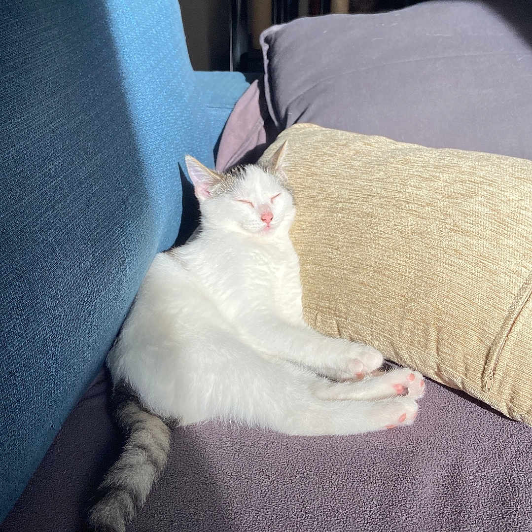 Origami a rejoint le concours — aidez-le/la à gagner de superbes lots ! animal, architecture, bed, bedroom, building, cat, chair, couch, cushion, furniture, homedecor, indoors, kitten, linen, livingroom, person, pet, pillow, room, sleeping