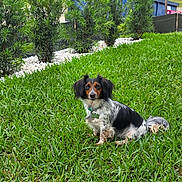 Daisy joined the competition — help win amazing prizes! dog, grass, outdoor, greenery, pet, collar, garden, bushes, nature, animal, canine, small_dog, sitting, fur, black_and_white, brown, daylight, calm, curious, lawn