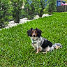 dog, grass, outdoor, greenery, pet, collar, garden, bushes, nature, animal, canine, small_dog, sitting, fur, black_and_white, brown, daylight, calm, curious, lawn