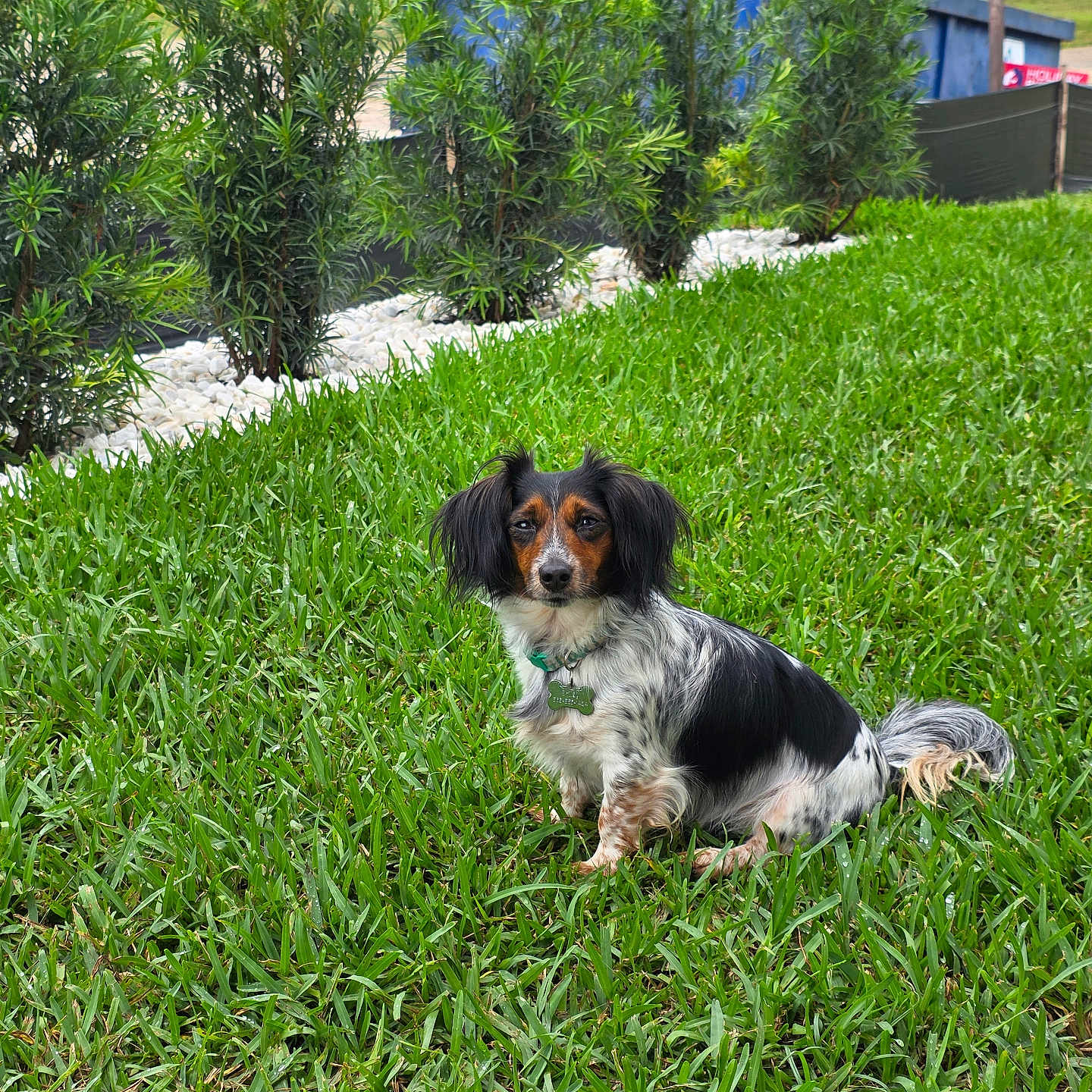 Daisy