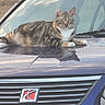 animal, animal_portrait, blue_car, car, car_hood, cat, daylight, domestic_cat, feline, grass, nature, outdoor, pet, reflection, relaxed, resting, striped_cat, tabby_cat, vehicle, window