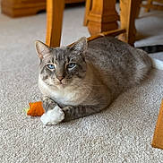 Roo joined the competition — help win amazing prizes! cat, blue_eyes, gray_tabby, white_paws, toy_carrot, carpet, indoor, pet, fur, paws, relaxed, whiskers, wooden_chair, furniture, living_room, portrait, closeup, loaf_pose, feline, cozy