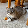 cat, blue_eyes, gray_tabby, white_paws, toy_carrot, carpet, indoor, pet, fur, paws, relaxed, whiskers, wooden_chair, furniture, living_room, portrait, closeup, loaf_pose, feline, cozy