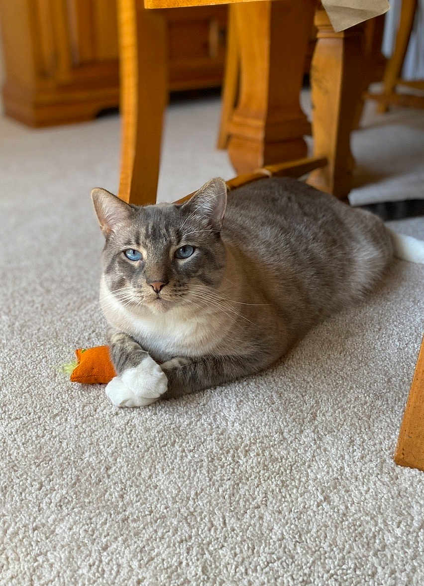Roo joined the competition — help win amazing prizes! cat, blue_eyes, gray_tabby, white_paws, toy_carrot, carpet, indoor, pet, fur, paws, relaxed, whiskers, wooden_chair, furniture, living_room, portrait, closeup, loaf_pose, feline, cozy