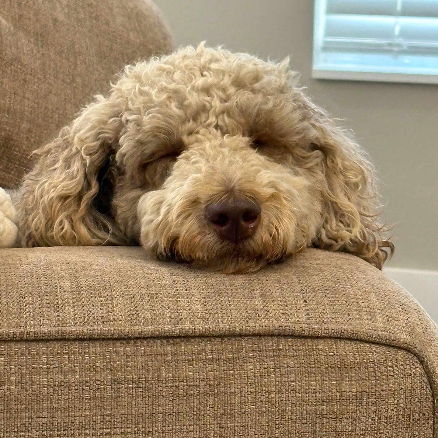 Charlie joined the competition — help win amazing prizes! animal, beige, close_up, couch, cozy, curly_hair, dog, fur, home, indoor, light, nap, nose, pet, relaxed, resting, sleeping, soft, texture, window