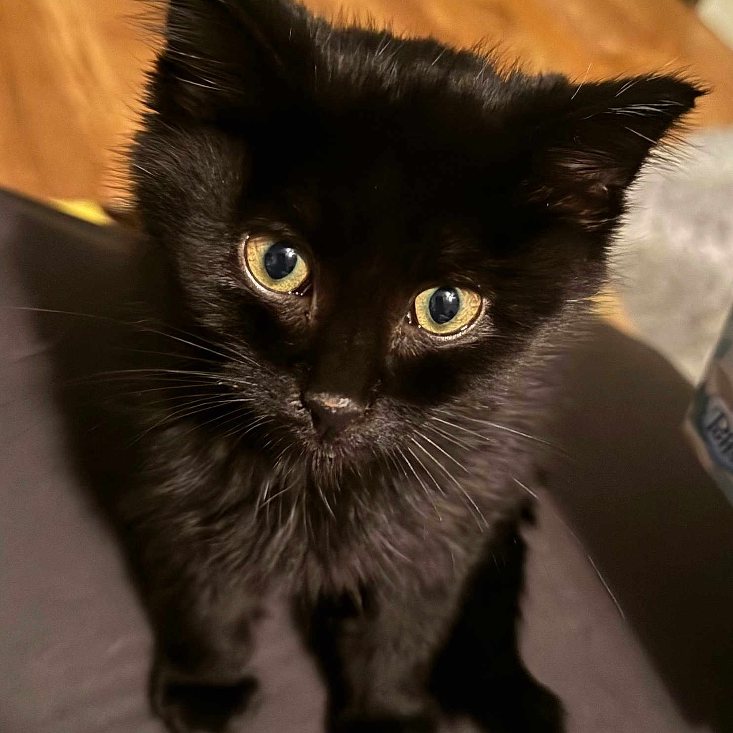Binx is registered to the contest to win money with this photo: animal, blackcat, cat, hardwood, kitten, manx, pet, wood