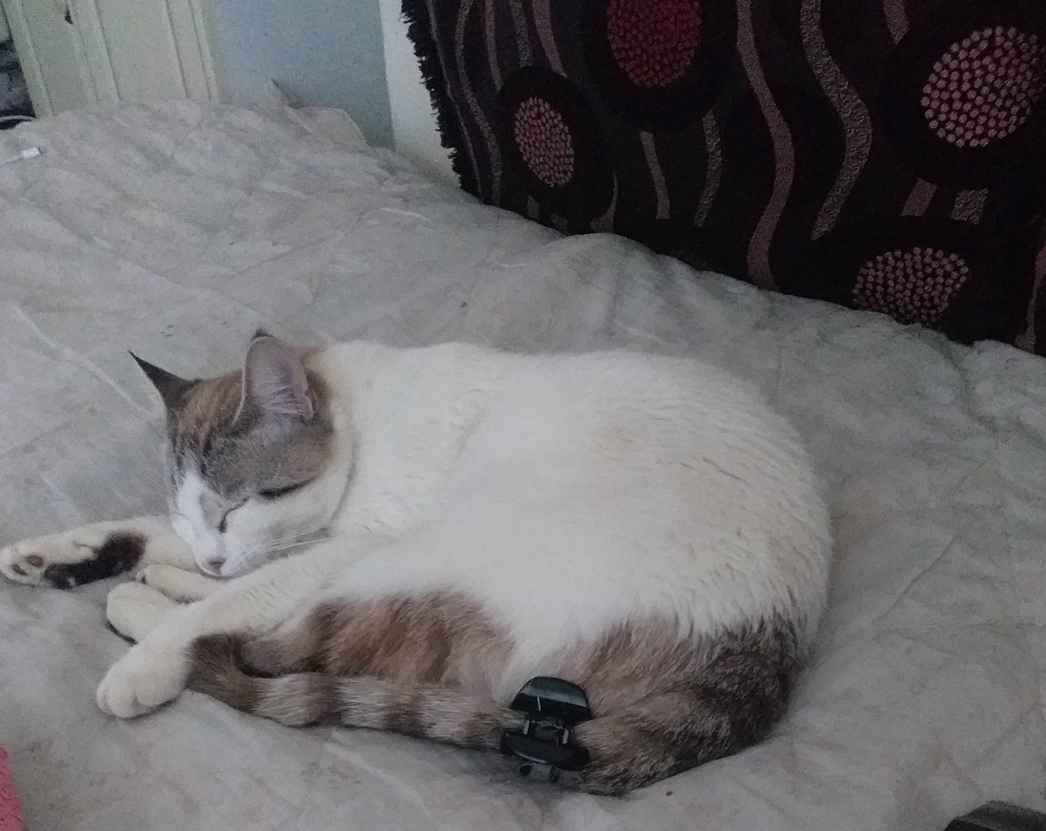 Bebew participe au concours pour gagner de l'argent avec cette photo : carnivore, cat, cat_bed, cat_supply, comfort, couch, domestic_short_haired_cat, fawn, felidae, fur, grey, linens, nap, paw, pet_supply, sleep, small_to_medium_sized_cats, snout, tail, whiskers