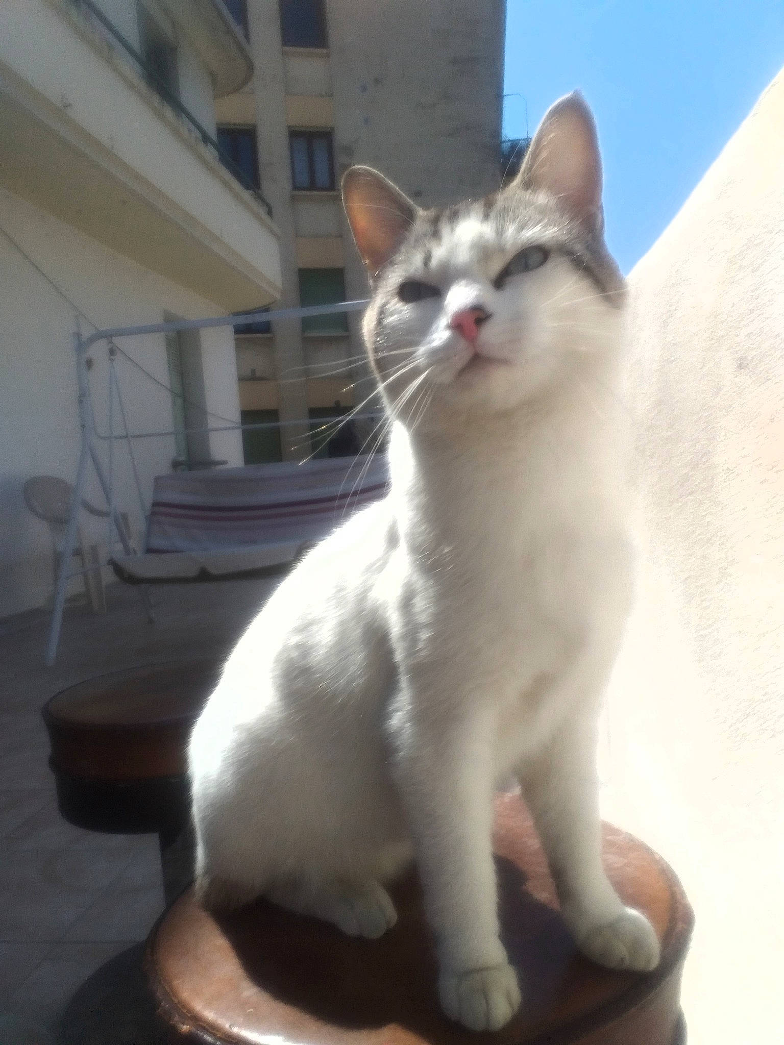 Bebew a rejoint le concours — aidez-le/la à gagner de superbes lots ! carnivore, cat, domestic_short_haired_cat, felidae, fur, paw, sky, small_to_medium_sized_cats, snout, tail, whiskers, window