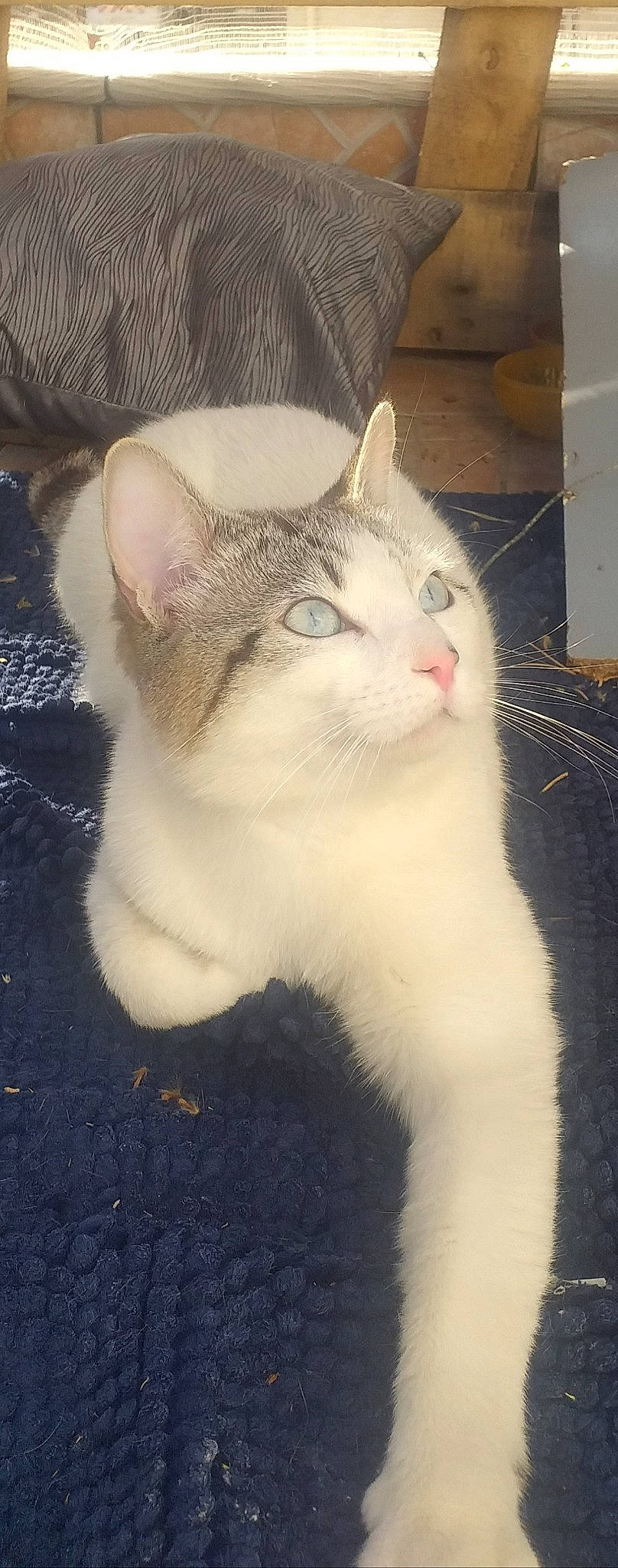 Bebew a rejoint le concours — aidez-le/la à gagner de superbes lots ! carnivore, cat, domestic_short_haired_cat, eye, fawn, felidae, fur, paw, small_to_medium_sized_cats, snout, tail, terrestrial_animal, whiskers, window