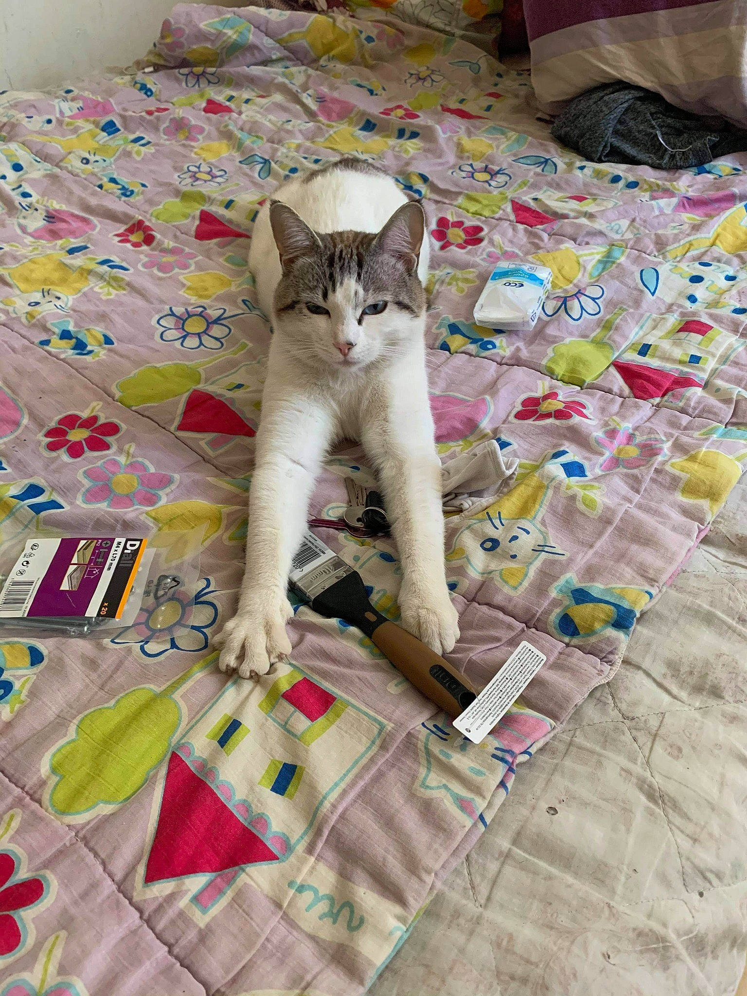 Bebew participe au concours pour gagner de l'argent avec cette photo : carnivore, cat, comfort, craft, creative_arts, domestic_short_haired_cat, fawn, felidae, floor, flooring, fur, linens, pattern, paw, small_to_medium_sized_cats, tail, triangle, whiskers, wood