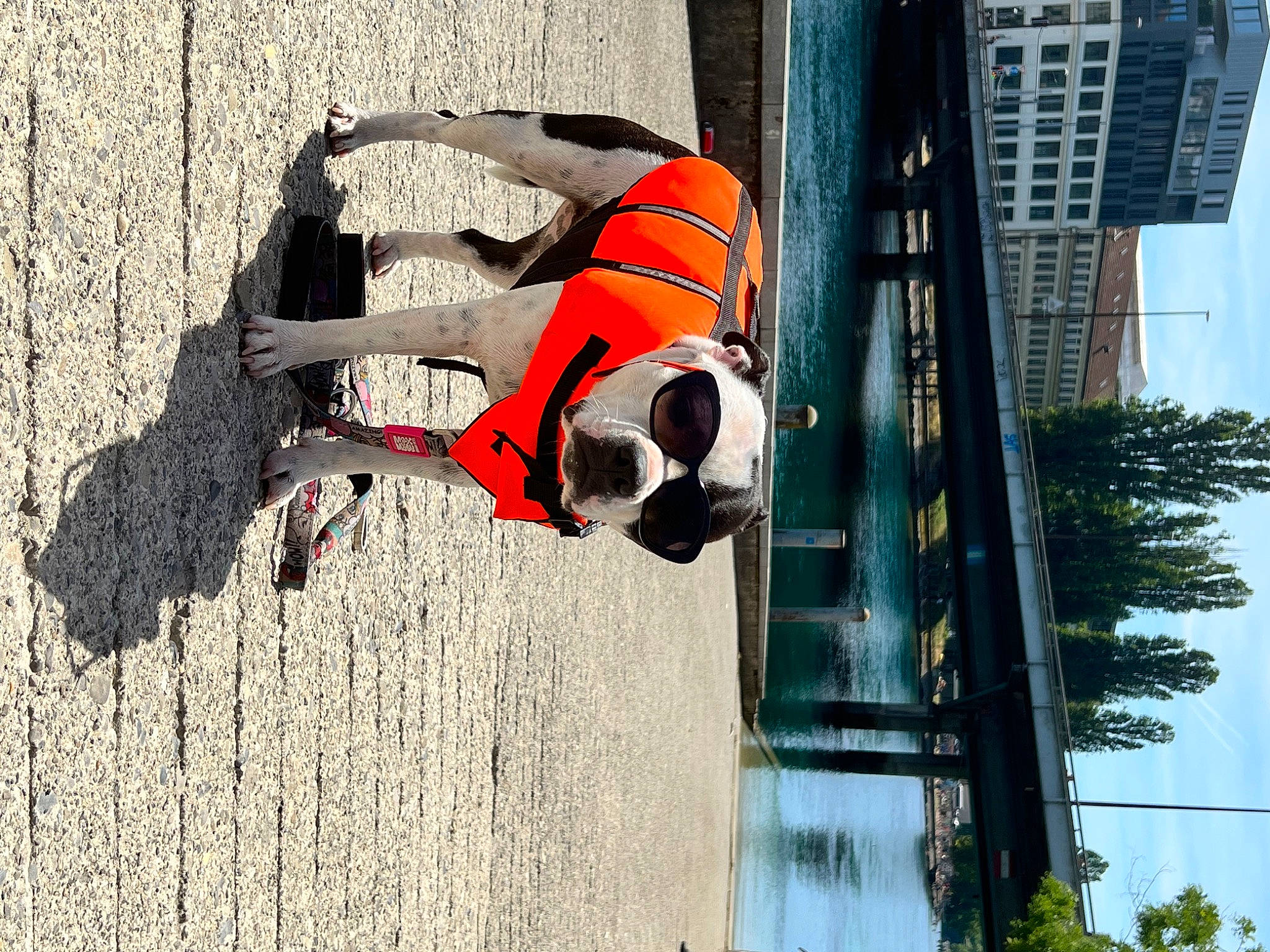 Shiva a rejoint le concours — aidez-le/la à gagner de superbes lots ! adventure, art, building, canidae, carmine, dalmatian, dog, dog_supply, extreme_sport, facade, fun, leisure, line, personal_protective_equipment, recreation, sky, soil, sporting_group, tree, water