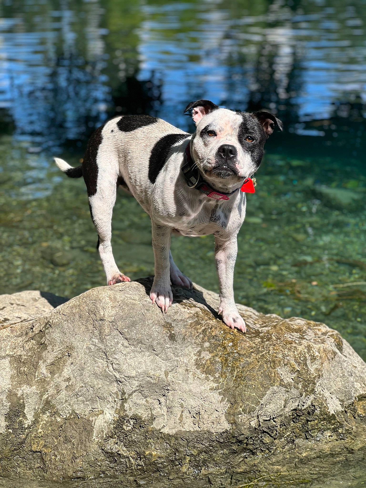 Shiva a rejoint le concours — aidez-le/la à gagner de superbes lots ! art, canidae, carnivore, collar, companion_dog, dog, dog_breed, dog_collar, dog_supply, fawn, grass, lake, plant, rock, snout, sporting_group, tail, water, working_animal, working_dog