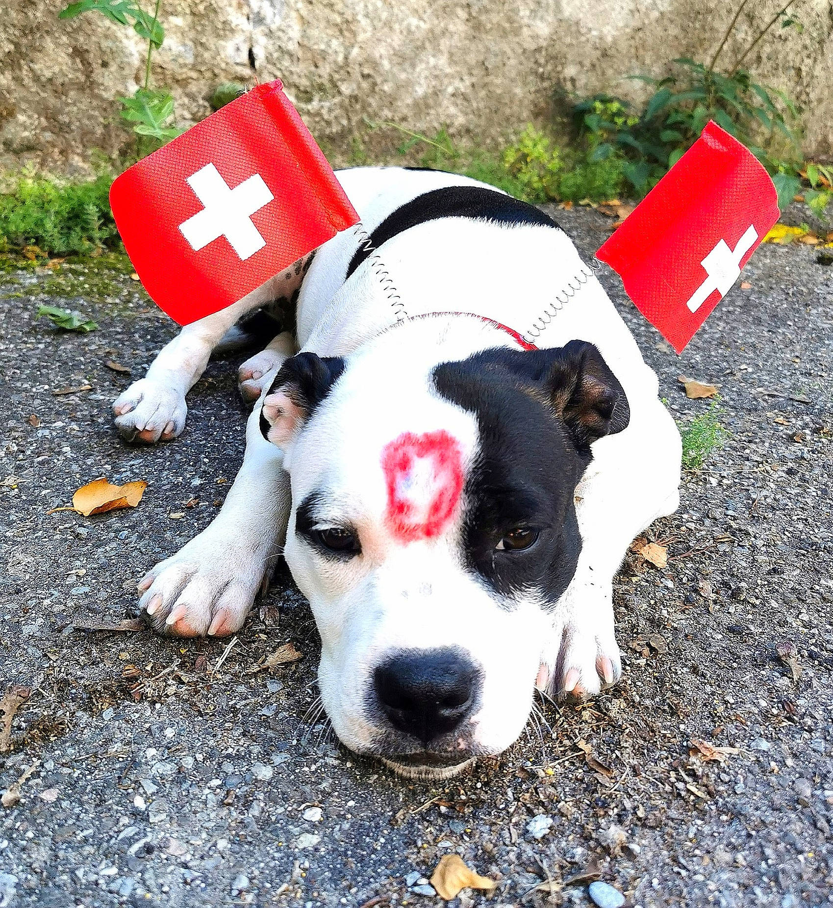 Shiva a rejoint le concours — aidez-le/la à gagner de superbes lots ! carmine, carnivore, collar, companion_dog, dog, dog_breed, dog_collar, dog_supply, fawn, fur, grass, non_sporting_group, plant, snout, terrestrial_animal, whiskers, working_animal, working_dog