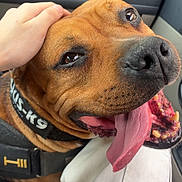 Nox participe au concours pour gagner de l'argent avec cette photo : dog, brown_dog, close_up, car, car_interior, pet, tongue, panting, happy, playful, portrait, hand, petting, collar, harness, seated, animal, canine, travel, indoors