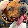 dog, brown_dog, close_up, car, car_interior, pet, tongue, panting, happy, playful, portrait, hand, petting, collar, harness, seated, animal, canine, travel, indoors