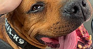 Nox a rejoint le concours — aidez-le/la à gagner de superbes lots ! dog, brown_dog, car, car_interior, pet, canine, close_up, portrait, tongue, panting, happy, relaxed, head, snout, nose, eyes, collar, harness, human_hand, seated