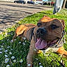 Nox a rejoint le concours — aidez-le/la à gagner de superbes lots ! dog, brown_dog, pet, portrait, closeup, lying_down, grass, flowers, daisies, outdoor, sunlight, tongue_out, happy, collar, leash, park, street, parked_cars, trees, signpost