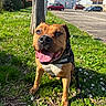 dog, pit_bull, pet, animal, portrait, sitting, happy, smiling, tongue, harness, leash, outdoor, grass, flowers, daisies, park, tree, street, cars, houses