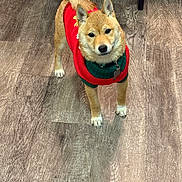 Kash is registered to the contest to win money with this photo: animal, clothing, collar, cute, dog, domestic, ears, floor, fur, green, indoor, looking, pet, red, shiba_inu, standing, sweater, tag, tail, wooden_floor