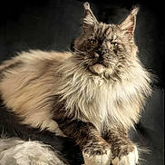 Choubidou participe au concours pour gagner de l'argent avec cette photo : cat, maine_coon, longhaired_cat, fluffy, whiskers, green_eyes, paws, portrait, studio_lighting, black_background, feather, toy, fur_texture, relaxed, indoor, pet, close_up, ear_tufts, muzzle, regal