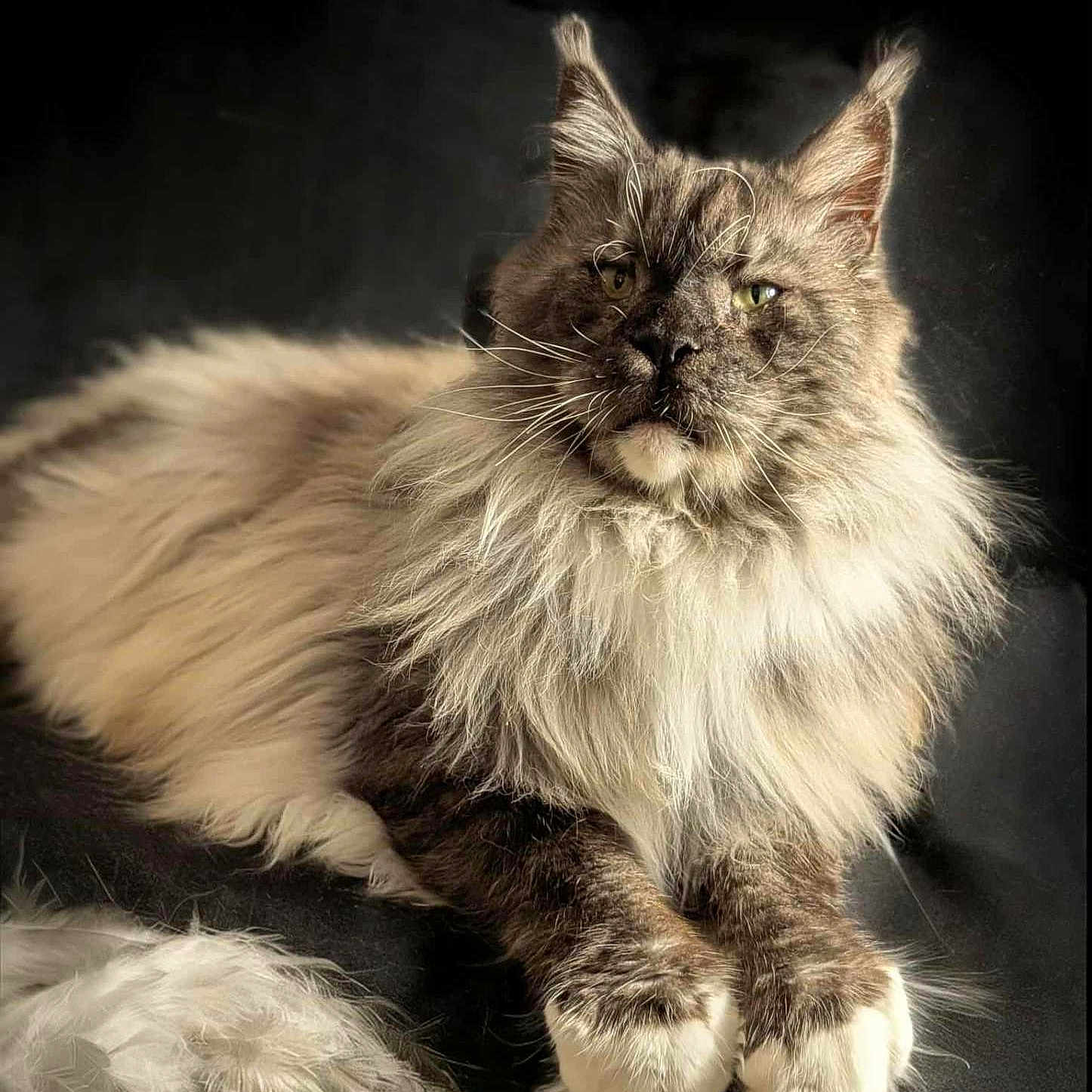 Choubidou participe au concours pour gagner de l'argent avec cette photo : black_background, cat, close_up, ear_tufts, feather, fluffy, fur_texture, green_eyes, indoor, longhaired_cat, maine_coon, muzzle, paws, pet, portrait, regal, relaxed, studio_lighting, toy, whiskers