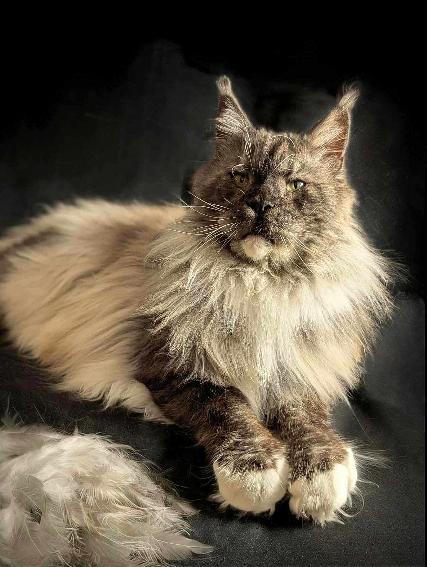 Choubidou participe au concours pour gagner de l'argent avec cette photo : cat, maine_coon, longhaired_cat, fluffy, whiskers, green_eyes, paws, portrait, studio_lighting, black_background, feather, toy, fur_texture, relaxed, indoor, pet, close_up, ear_tufts, muzzle, regal