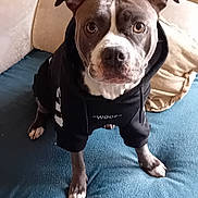 Maya participe au concours pour gagner de l'argent avec cette photo : animal, beige_pillow, black_clothing, blue_fabric, canine, couch, decor, dog, ears_up, face, furniture, hoodie, indoor, looking_up, paws, pet, shelf, short_fur, sitting, snout