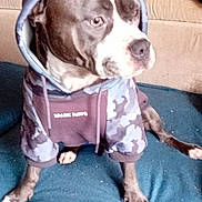 Maya participe au concours pour gagner de l'argent avec cette photo : animal, blue, camouflage, casual, clothing, cute, dog, ears, eyes, fabric, face, fur, hoodie, indoor, nose, paw, pet, portrait, sitting, snout