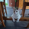 cat, white_cat, indoor, wooden_chair, furniture, curious, pet, floor_tiles, scratching_post, cactus_toy, window, greenery, domestic_animal, animal, cute, playful, looking, sitting, ears, whiskers