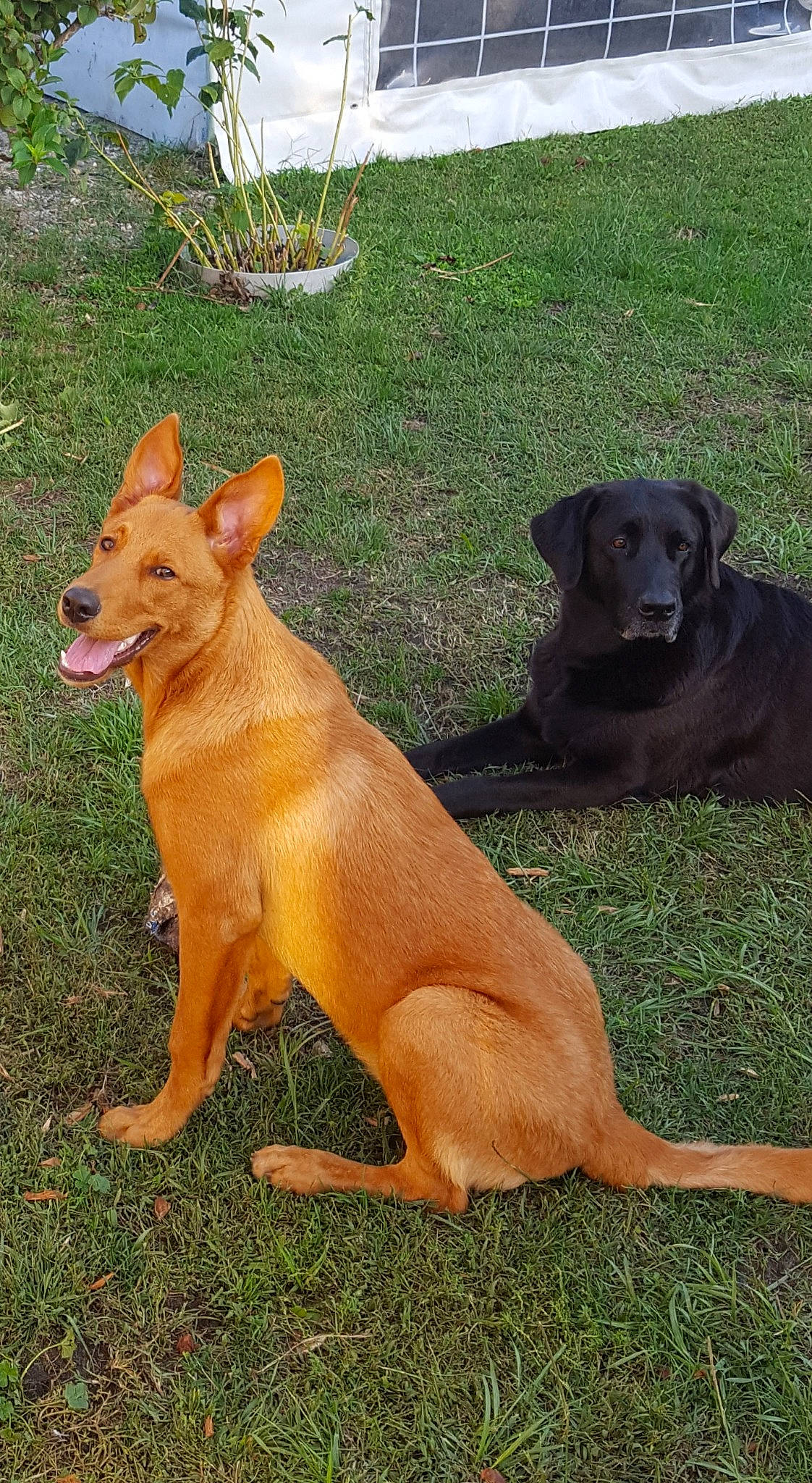 Pylou a rejoint le concours — aidez-le/la à gagner de superbes lots ! canidae, carnivore, carolina_dog, companion_dog, dog, dog_breed, fawn, german_pinscher, hunting_dog, mammal, pariah_dog, rare_breed_dog, sporting_group, vertebrate, working_dog