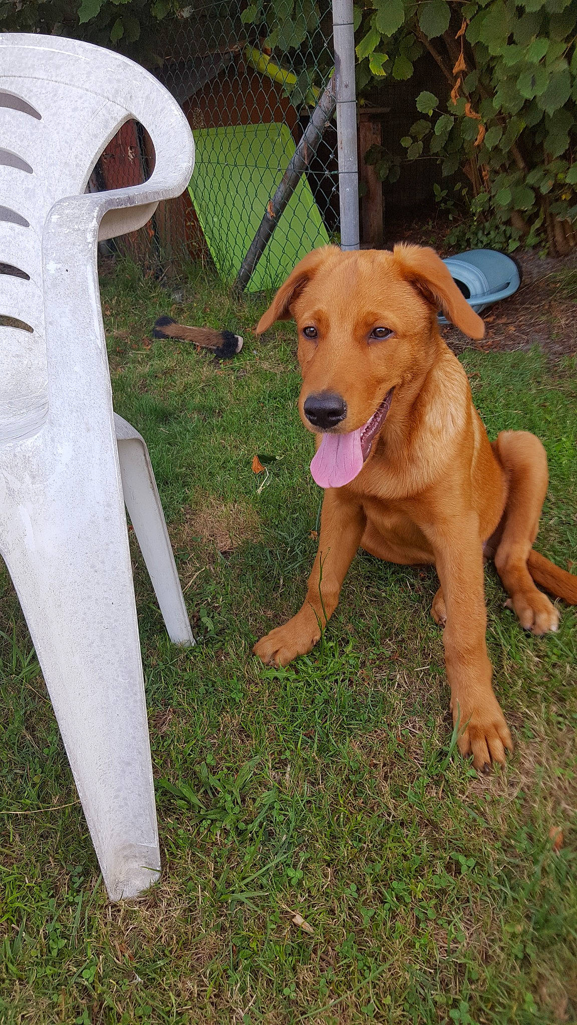 Pylou a rejoint le concours — aidez-le/la à gagner de superbes lots ! broholmer, canidae, carnivore, companion_dog, dog, dog_breed, fawn, hunting_dog, mammal, rare_breed_dog, rhodesian_ridgeback, sporting_group, tail, working_dog