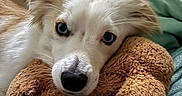 Falkor is registered to the contest to win money with this photo: bed, bedding, blanket, blue_eyes, close_up, cozy, dog, ears, indoor, looking_at_camera, nose, pillow, plush_toy, portrait, puppy, resting, soft_texture, stuffed_toy, whiskers, white_fur
