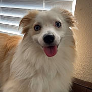 Falkor joined the competition — help win amazing prizes! animal, blue_eyes, canine, companion, couch, cute, dog, domestic, fluffy, friendly, fur, happy, indoor, leather, natural_light, pet, portrait, smiling, tongue_out, window_blinds