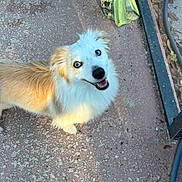 Falkor joined the competition — help win amazing prizes! animal, blue_eyes, canine, concrete, curious, dog, domestic_animal, fluffy, foot, happy, looking_up, metal_furniture, outdoor, pavement, pet, plastic_bag, playful, shadow, sidewalk, sunlight