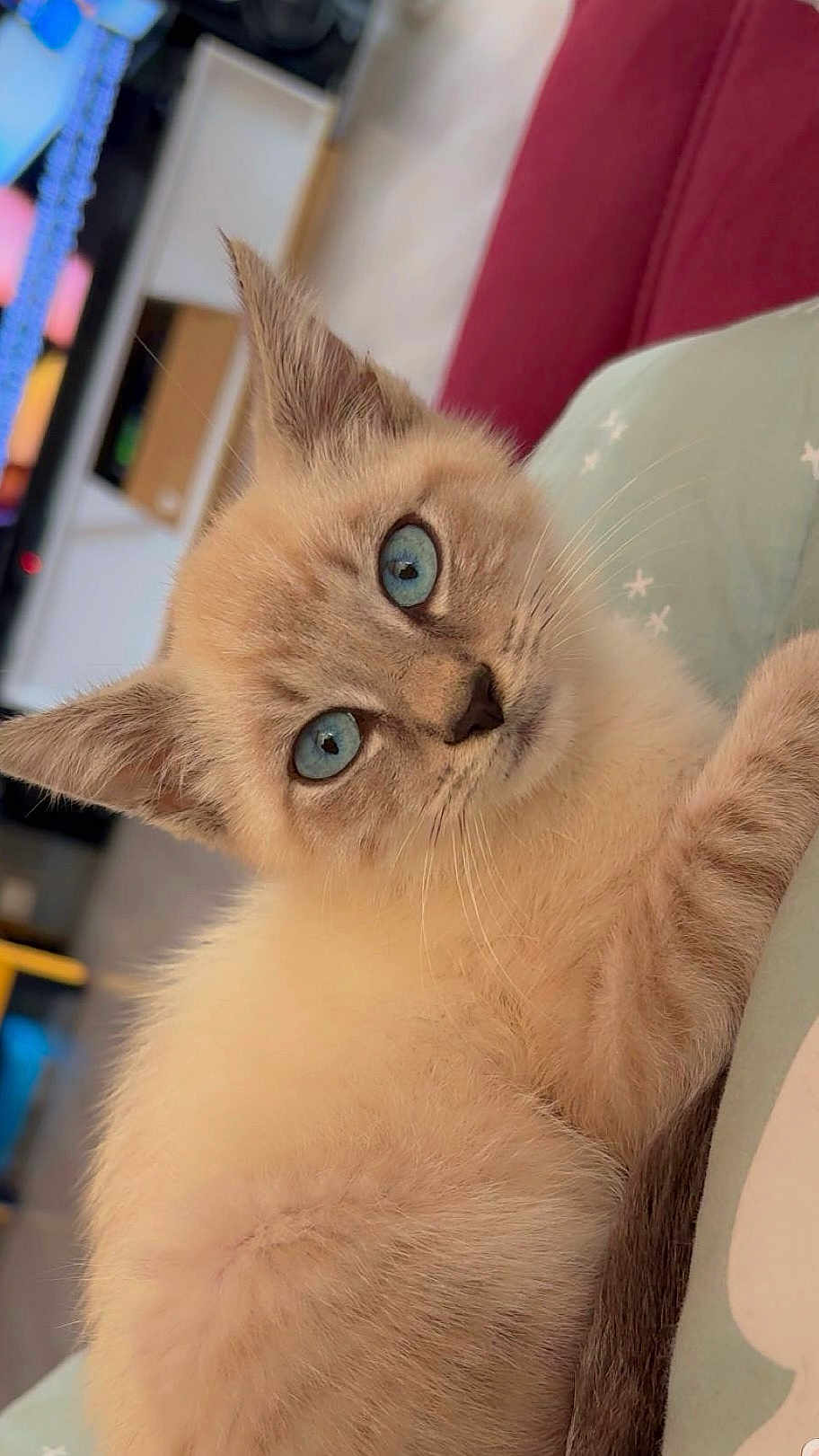 Michka participe au concours pour gagner de l'argent avec cette photo : kitten, cat, blue_eyes, fluffy, close_up, indoor, pet, animal, cute, curious, whiskers, fur, young_cat, resting, soft, portrait, domestic_animal, feline, light_brown, background_blur