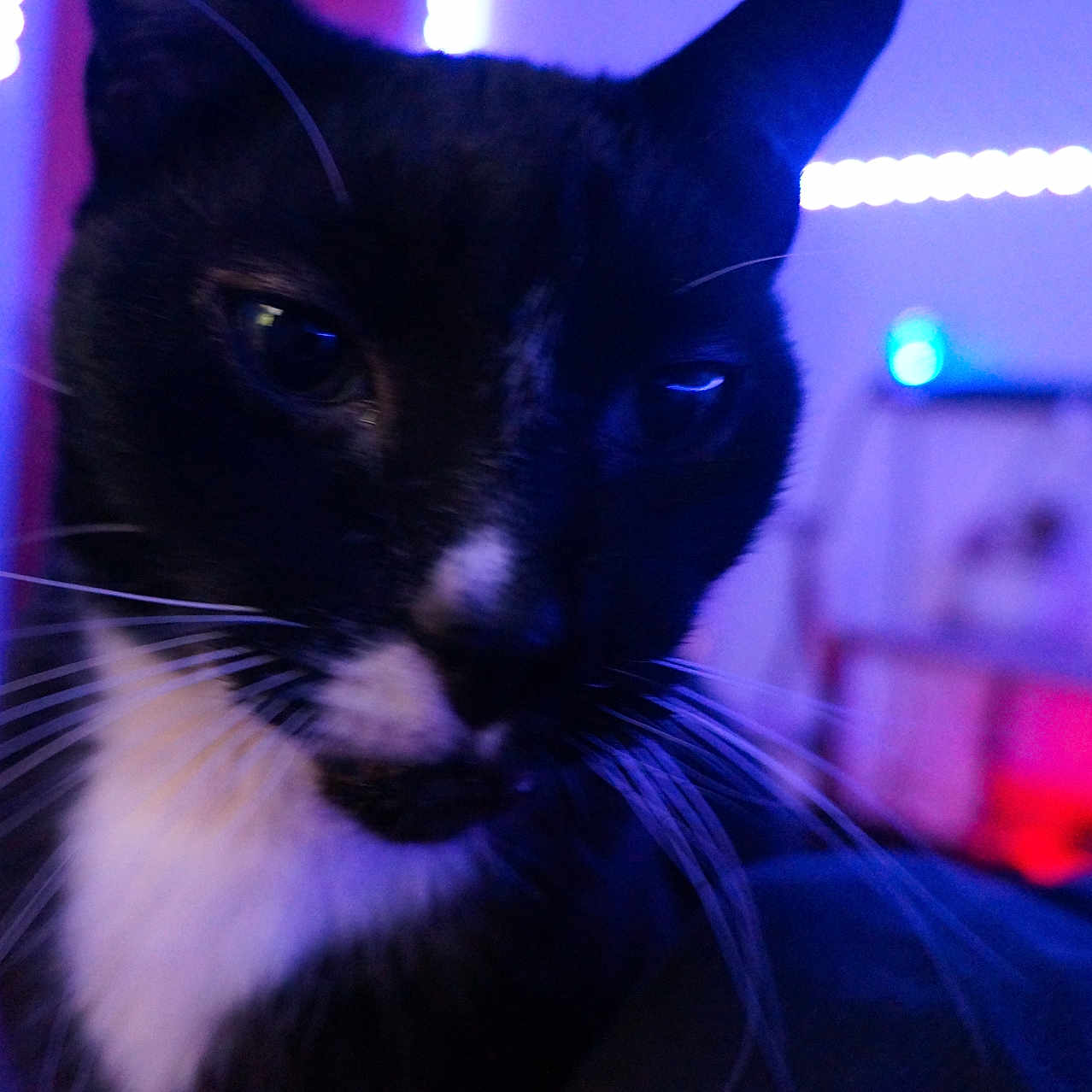 Onyx is registered to the contest to win money with this photo: animal, background_blur, black_and_white, blue_light, cat, close_up, dim_lighting, eyes, face, feline, fur, indoor, indoor_lighting, mood, nose, pet, portrait, purple_light, whiskers